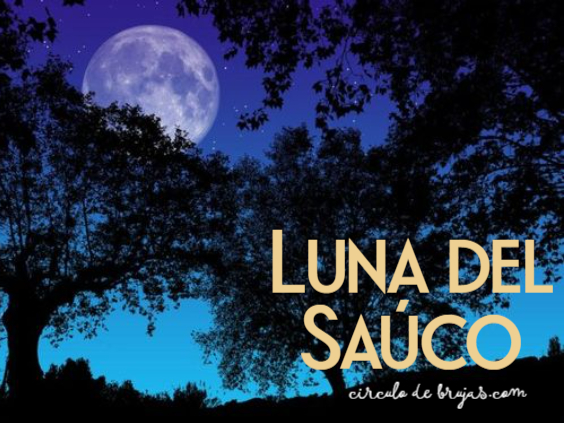 Luna Del Sauco