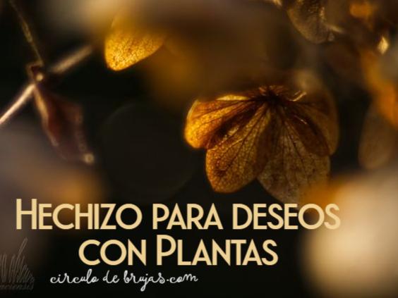 Hechizos Para Deseos Con Plantas