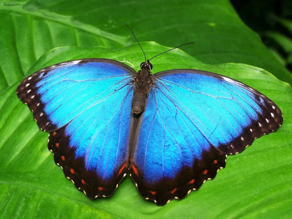 Butterfly G774dfa896 1280 | Mariposas: La Transformación Y La Renovación | Animales De Poder