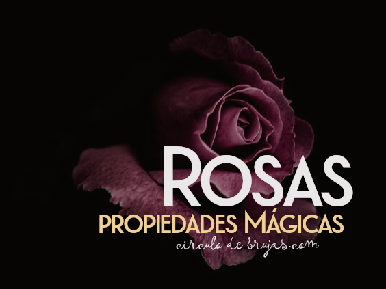 La Magia De Las Rosas