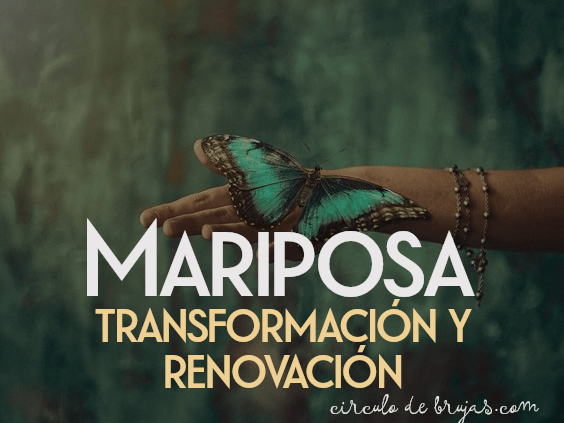 Mariposas La Transformacion Y La Renovacion