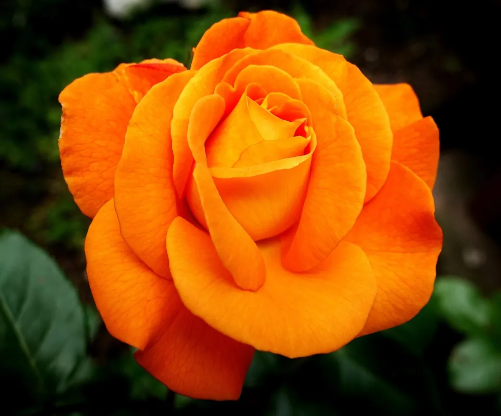 Rose Yellow Orange | La Magia De Las Rosas | Hierbas & Cristales